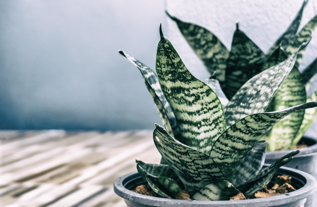 snake plant